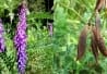 Vesce jargeau (Vicia Cracca)