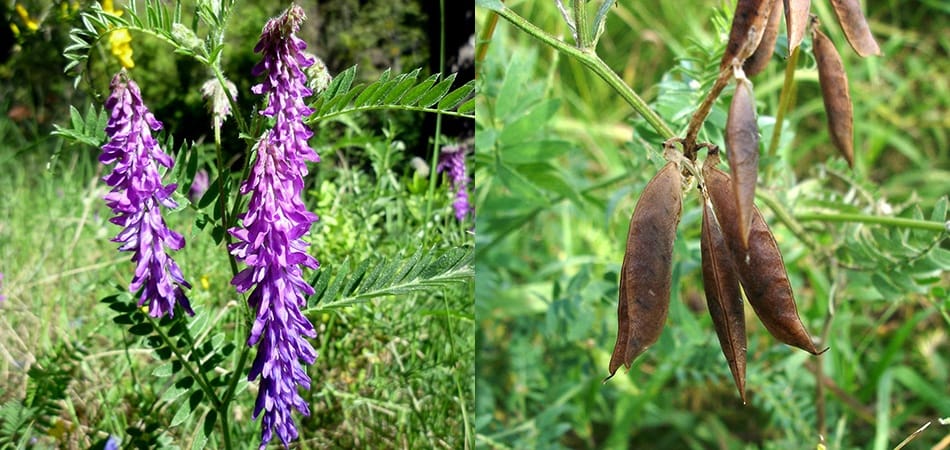 Vesce jargeau (Vicia Cracca)