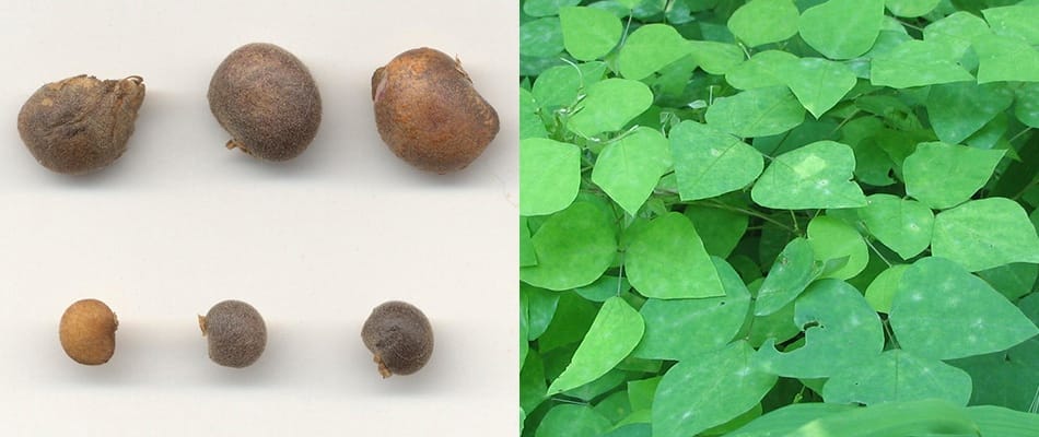 Amphicarpe bractéolée (Amphicarpaea bracteata)