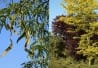 Févier à trois épines (Gleditsia triacanthos)