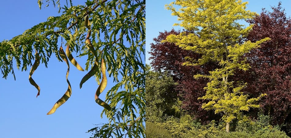 Févier à trois épines (Gleditsia triacanthos)