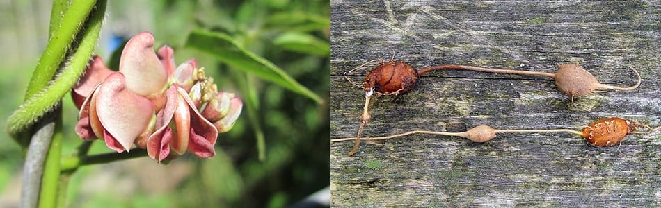 Apios d'Amérique (Apios americana)