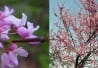 Gainier (Cercis canadensis)
