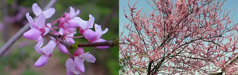 Gainier (Cercis canadensis)