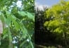 Robinier faux-acacia (Robinia pseudoacacia)