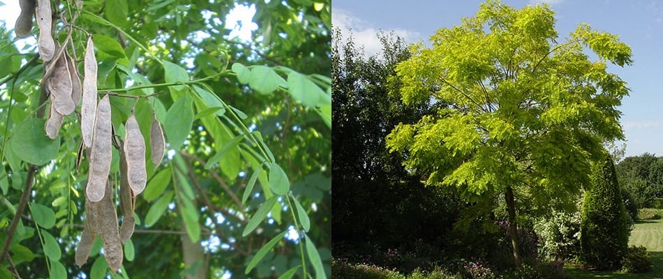 Robinier faux-acacia (Robinia pseudoacacia)