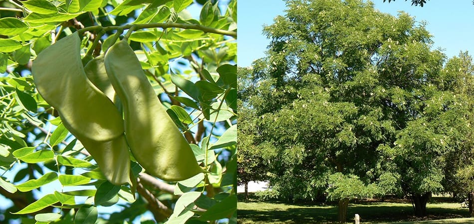 Chicot du Canada (Gymnocladus dioicus)