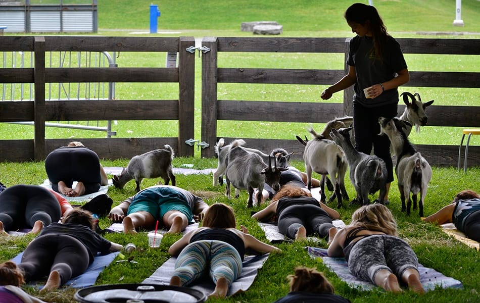 Yoga en présence de chèvres