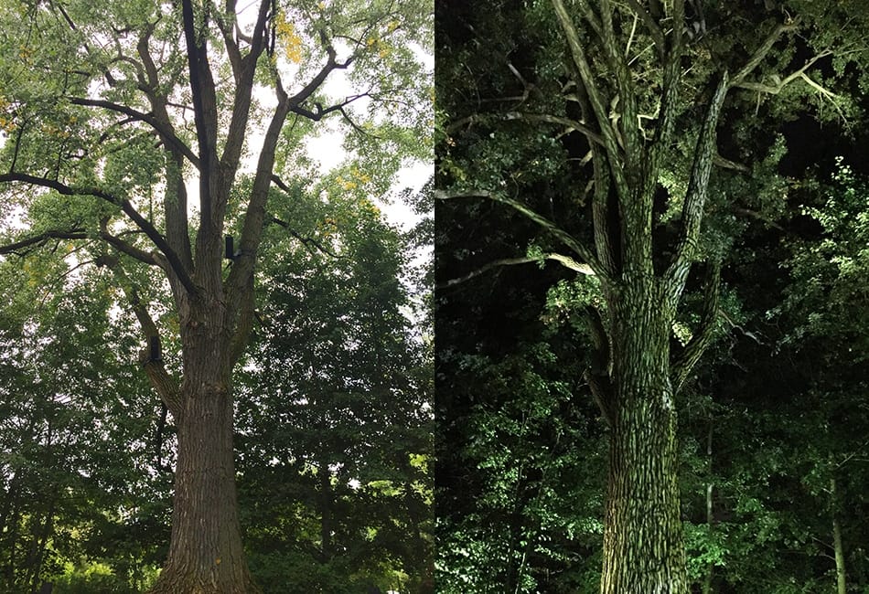 Jardin des Premières-Nations