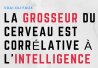 La grosseur du cerveau est corrélative à l'intelligence