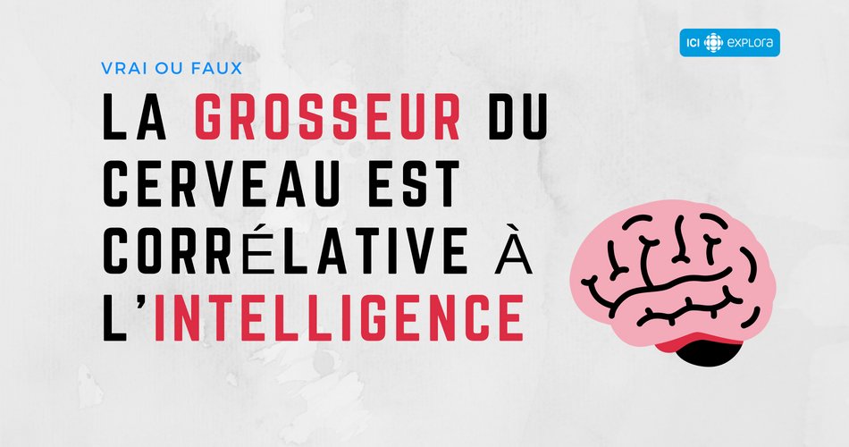 La grosseur du cerveau est corrélative à l'intelligence