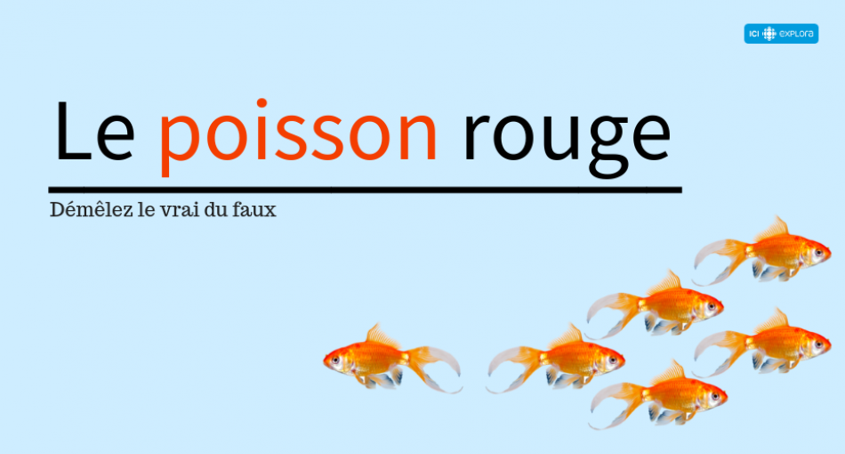 Le poisson rouge : démêlez le vrai du faux