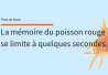 La mémoire du poisson rouge