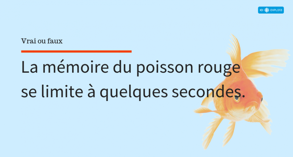 La mémoire du poisson rouge