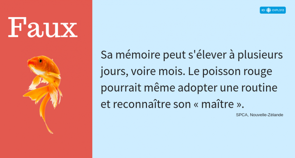 Le poisson rouge : démêlez le vrai du faux | ICI Explora