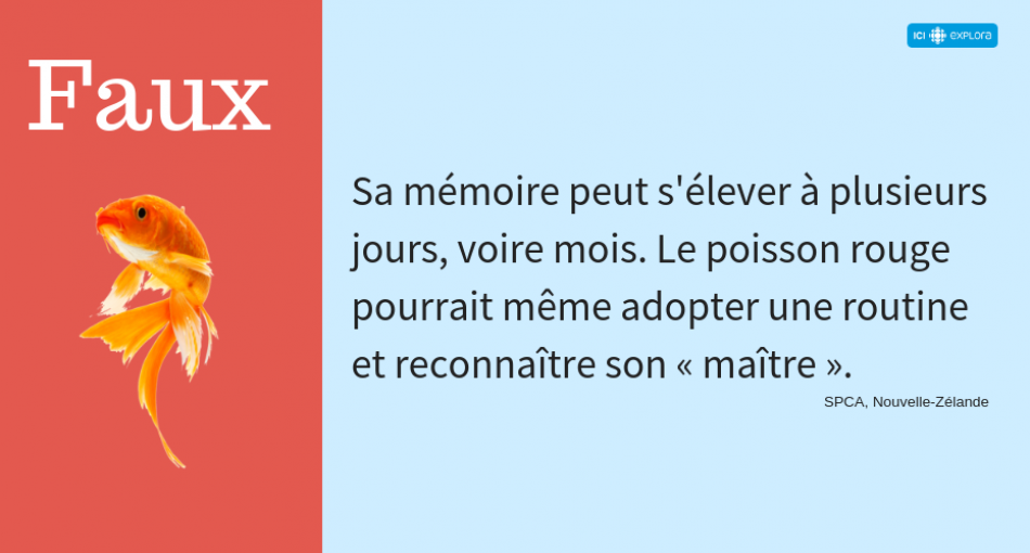 La mémoire du poisson rouge (réponse)