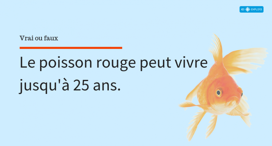 L'âge du poisson rouge