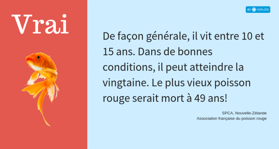 L'âge du poisson rouge (réponse)