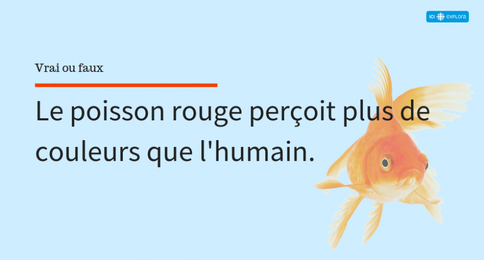 La vue du poisson rouge