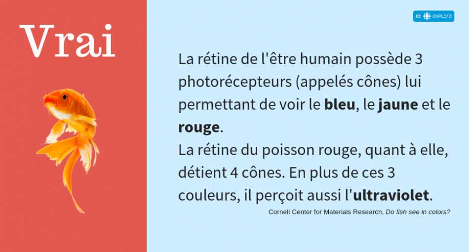 La vue du poisson rouge (réponse)