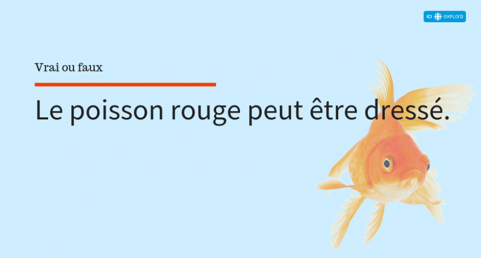 Le dressage du poisson rouge