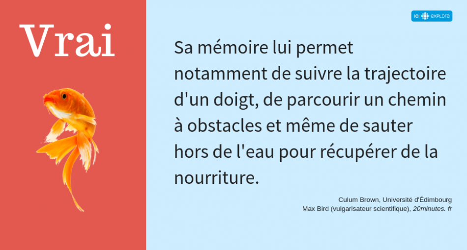 Le dressage du poisson rouge (réponse)