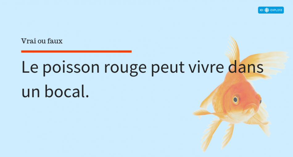 L'habitat du poisson rouge