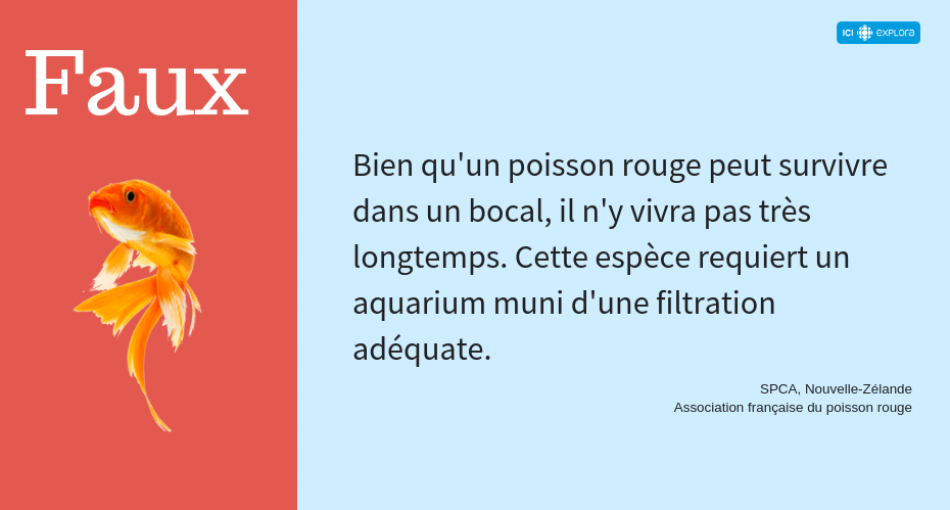 L'habitat du poisson rouge (réponse)