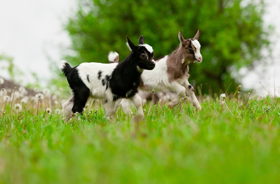 2) Les chevreaux