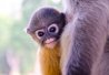 3) Le bébé semnopithèque obscur