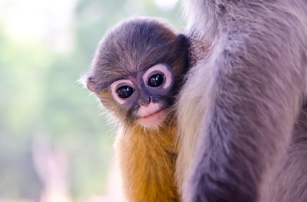 13 Bebes Adorables Du Monde Animal Ici Explora