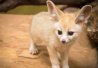 5) Le bébé fennec