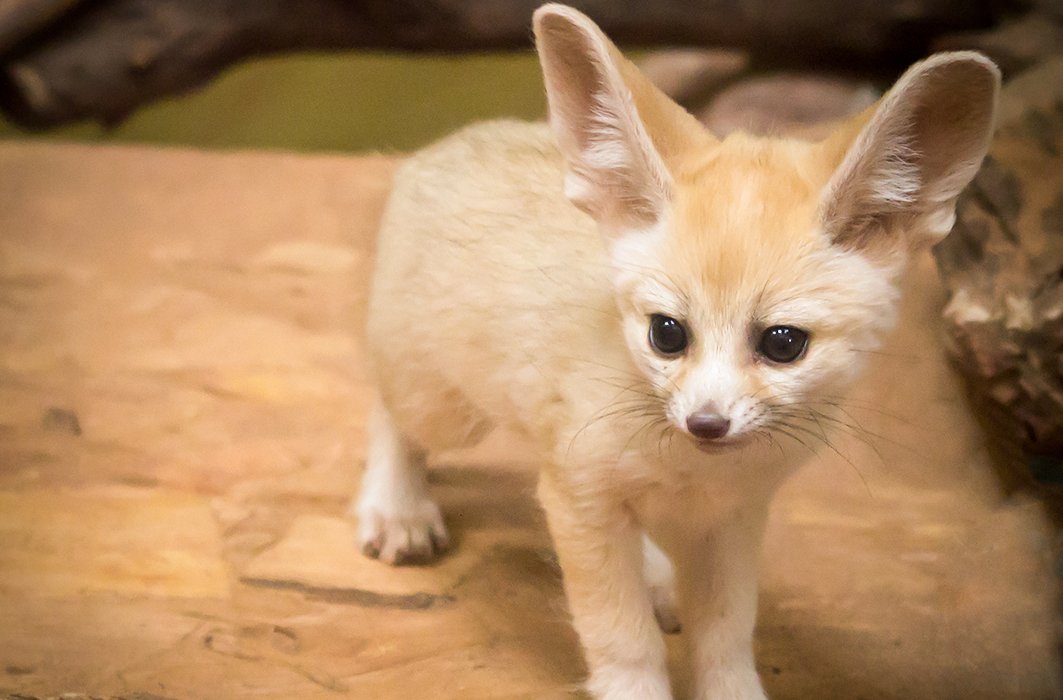 5) Le bébé fennec
