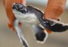 9) Le bébé tortue marine