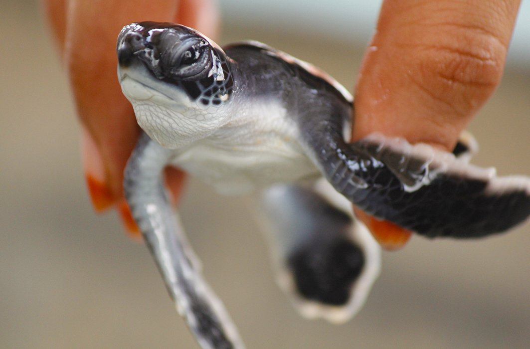 9) Le bébé tortue marine