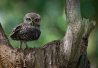 4) Le bébé hibou