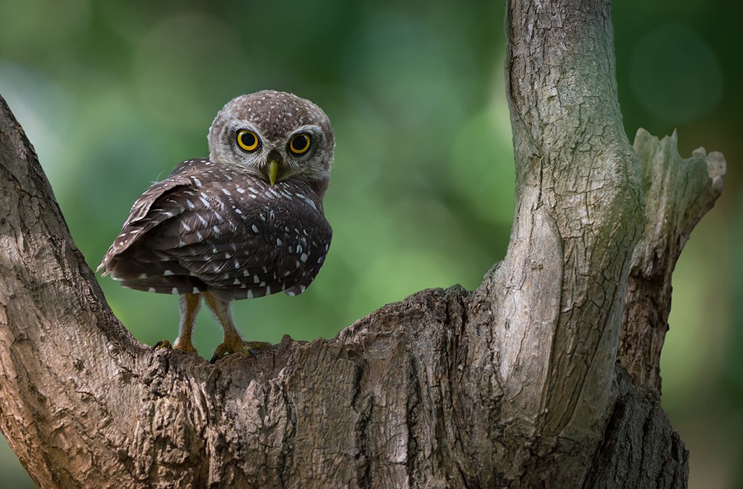 4) Le bébé hibou