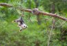 11) Le bébé opossum