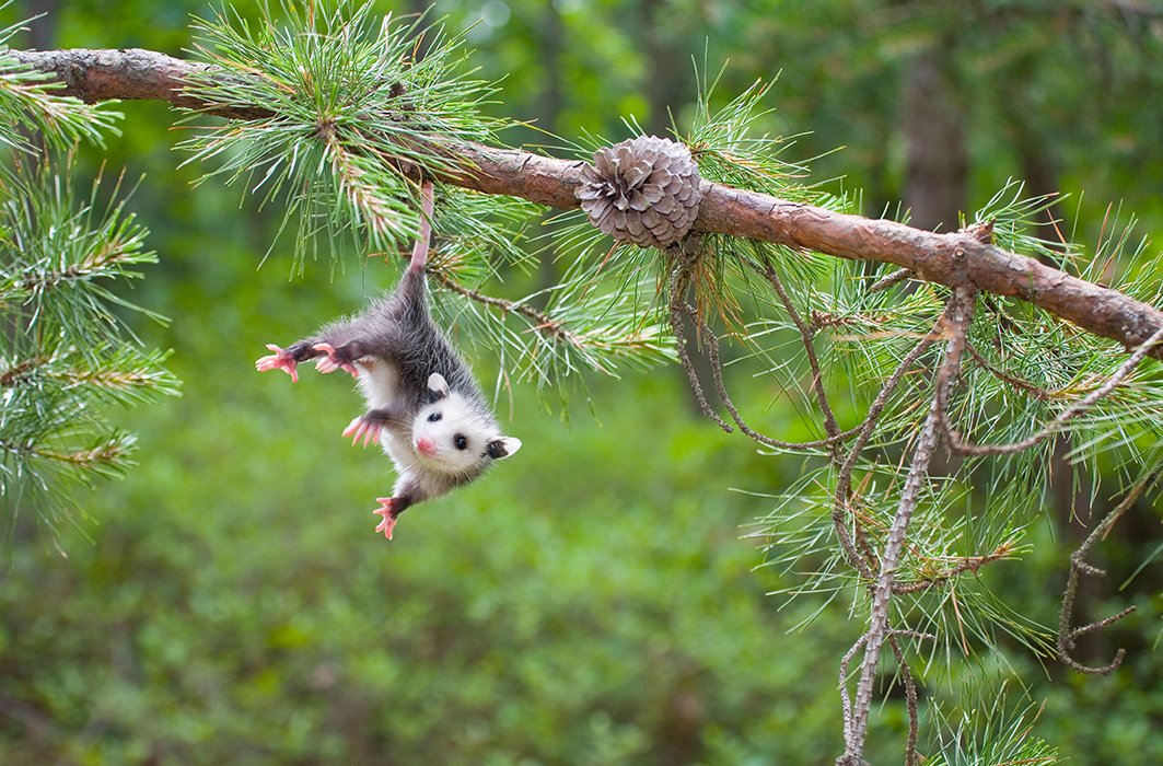 11) Le bébé opossum