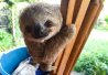 12) Le bébé paresseux