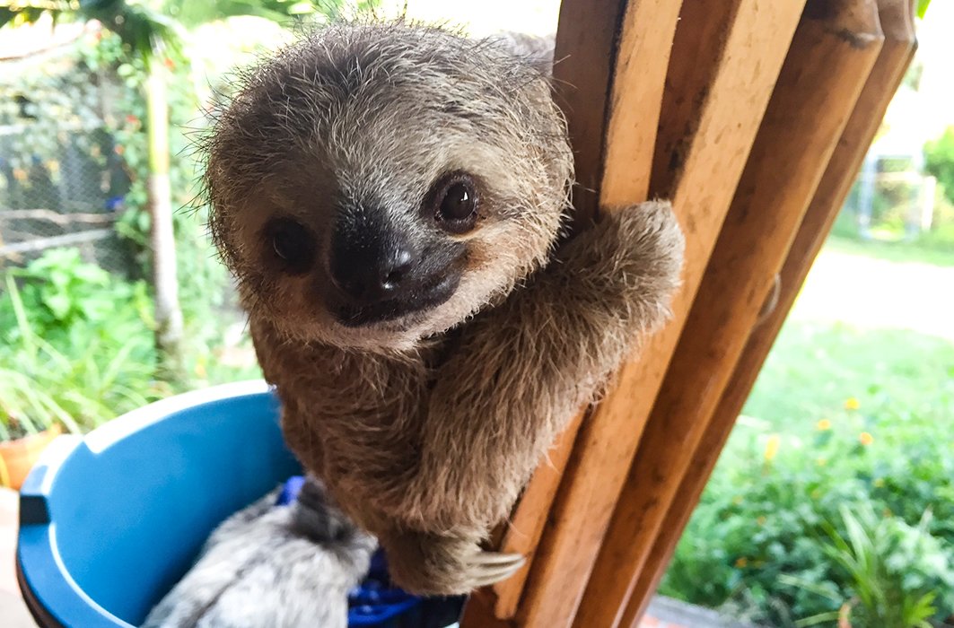 12) Le bébé paresseux