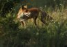 Un renard dans la ville