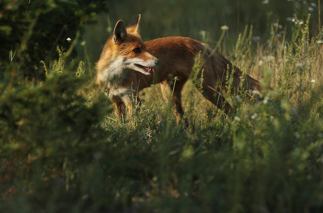 Un renard dans la ville