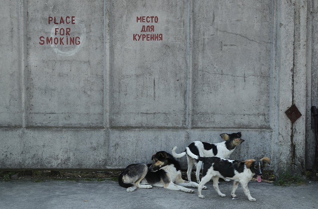 Les chiens abandonnés