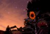 Tournesol sous les étoiles