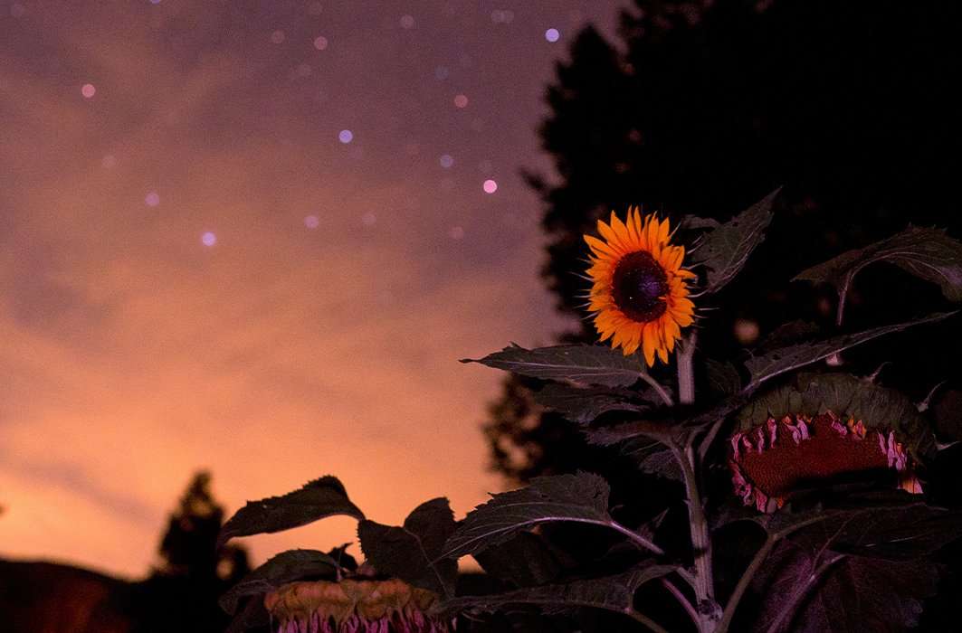 Tournesol sous les étoiles