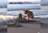 Un chat sur la plage