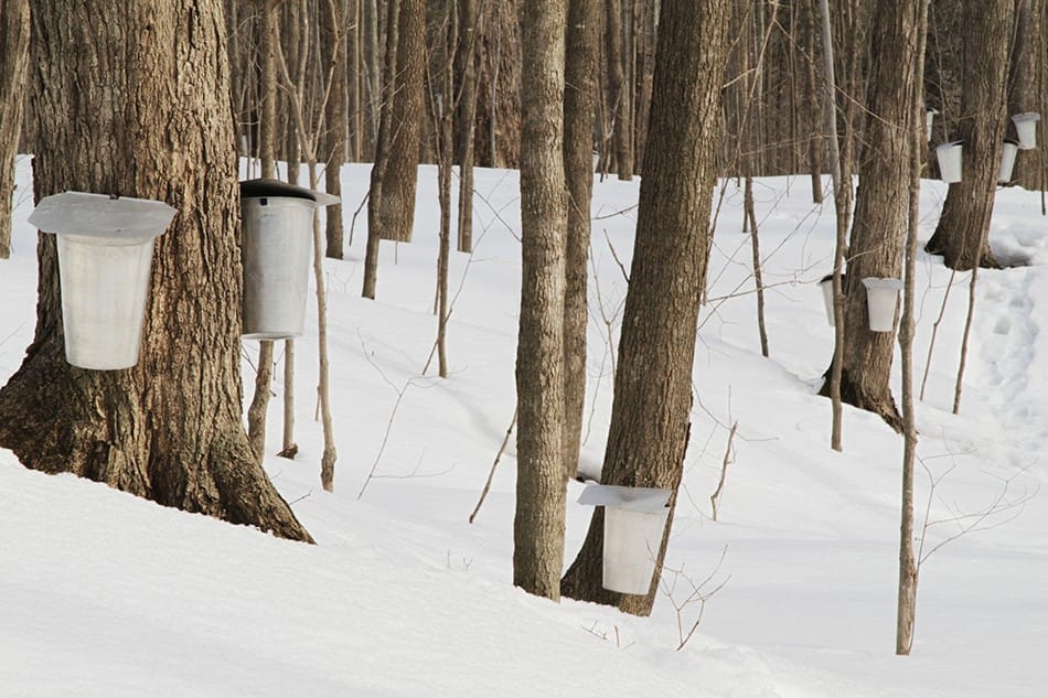 Érablière familiale