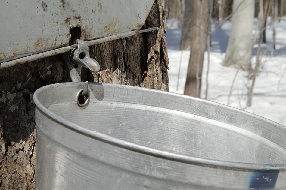 Quand les érables « chantent »