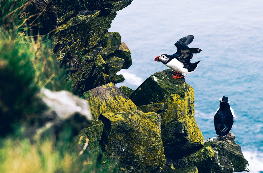 Une magnifique faune